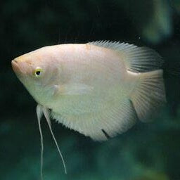 Gold Giant Gourami 3-4 Inch Live Freshwater Aquarium Tropical Fish Rare