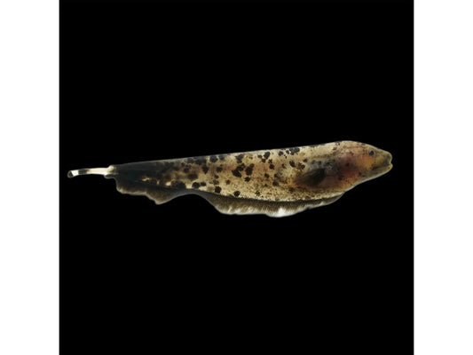 Leopard Ghost Knife Fish 3" to 4" Tank Raised Live Freshwater Aquarium Fish