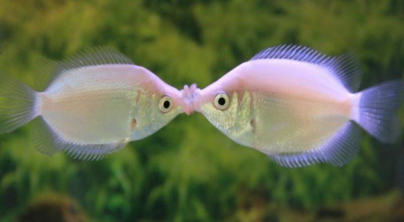 2-Pack Pink Kisser Gourami 2–3” – Live Freshwater Fish – Peaceful Community