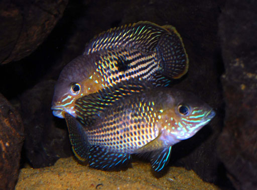 Green Terror Cichlid 3.5–4.5” Live Fish – Aggressive Colorful Aquarium Fish