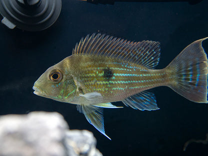 Sveni Cichlid 2–3” Live Fish – Rare South American Colorful Aquarium Fish