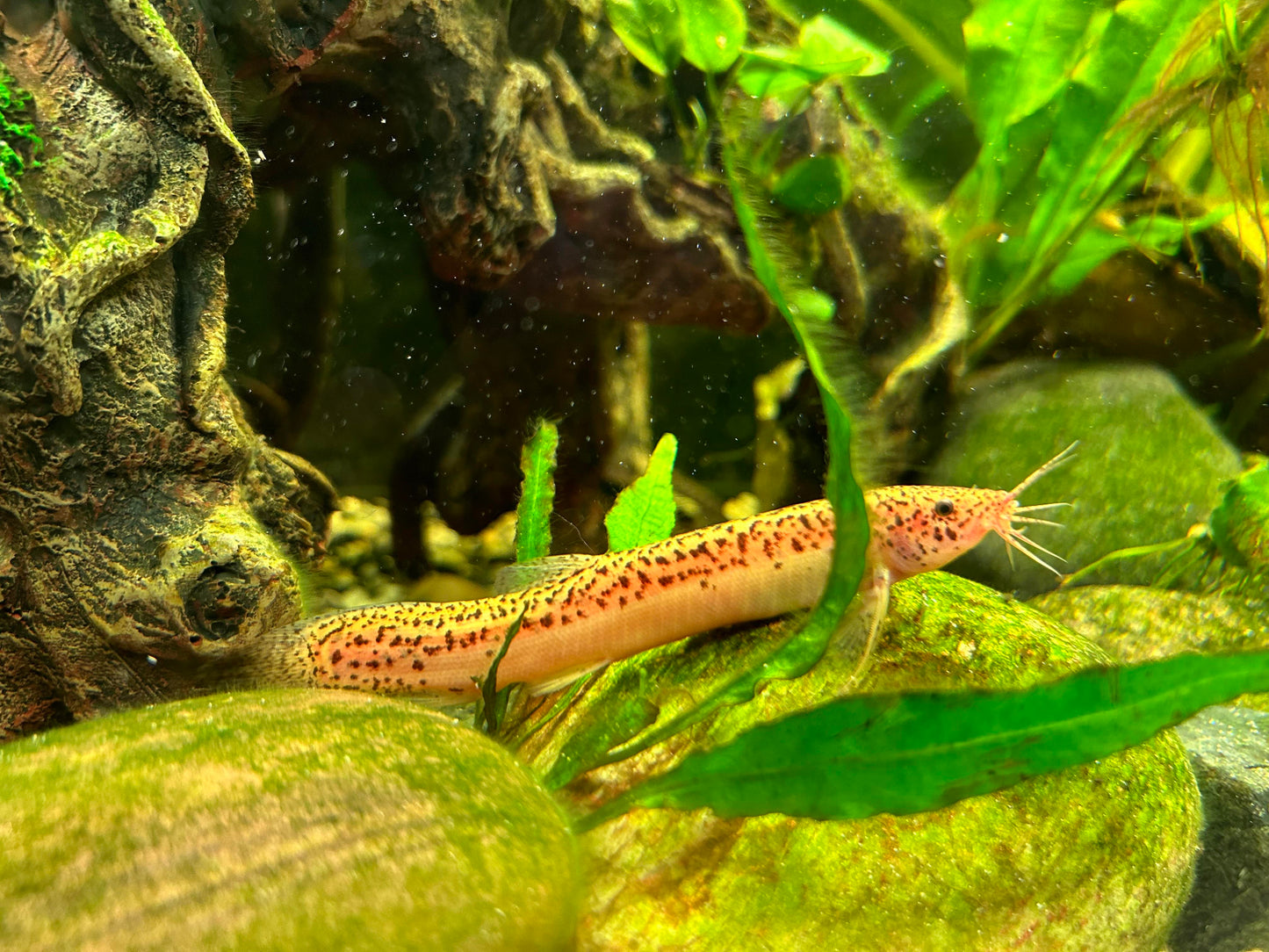 Gold Leopard Dojo Loach 4-5 Inch Live Freshwater Aquarium Fish Rare Pet