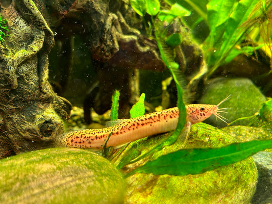 Gold Leopard Dojo Loach 4-5 Inch Live Freshwater Aquarium Fish Rare Pet