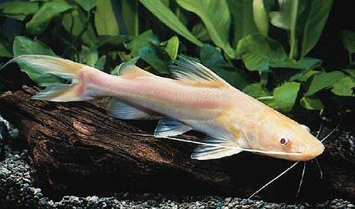 Albino Asian Redtail Catfish 3–4" Hemibagrus Live Freshwater Aquarium Fish