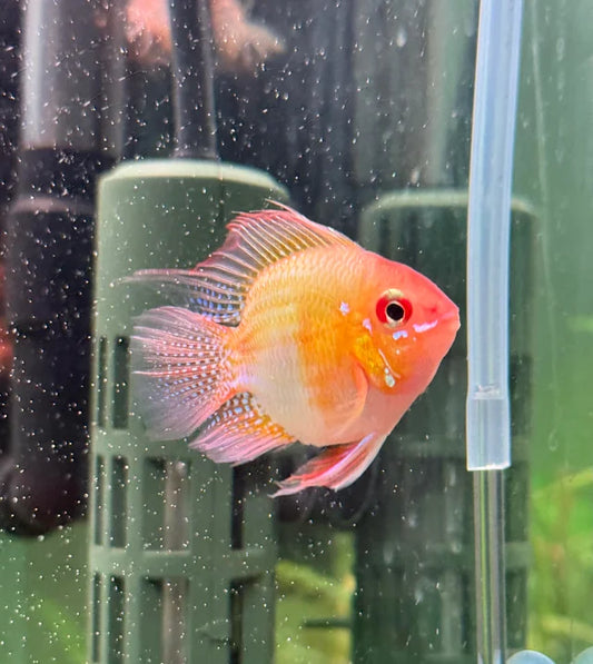 2-Pack Gold Balloon Longfin Rams Live Freshwater Aquarium Cichlid Fish