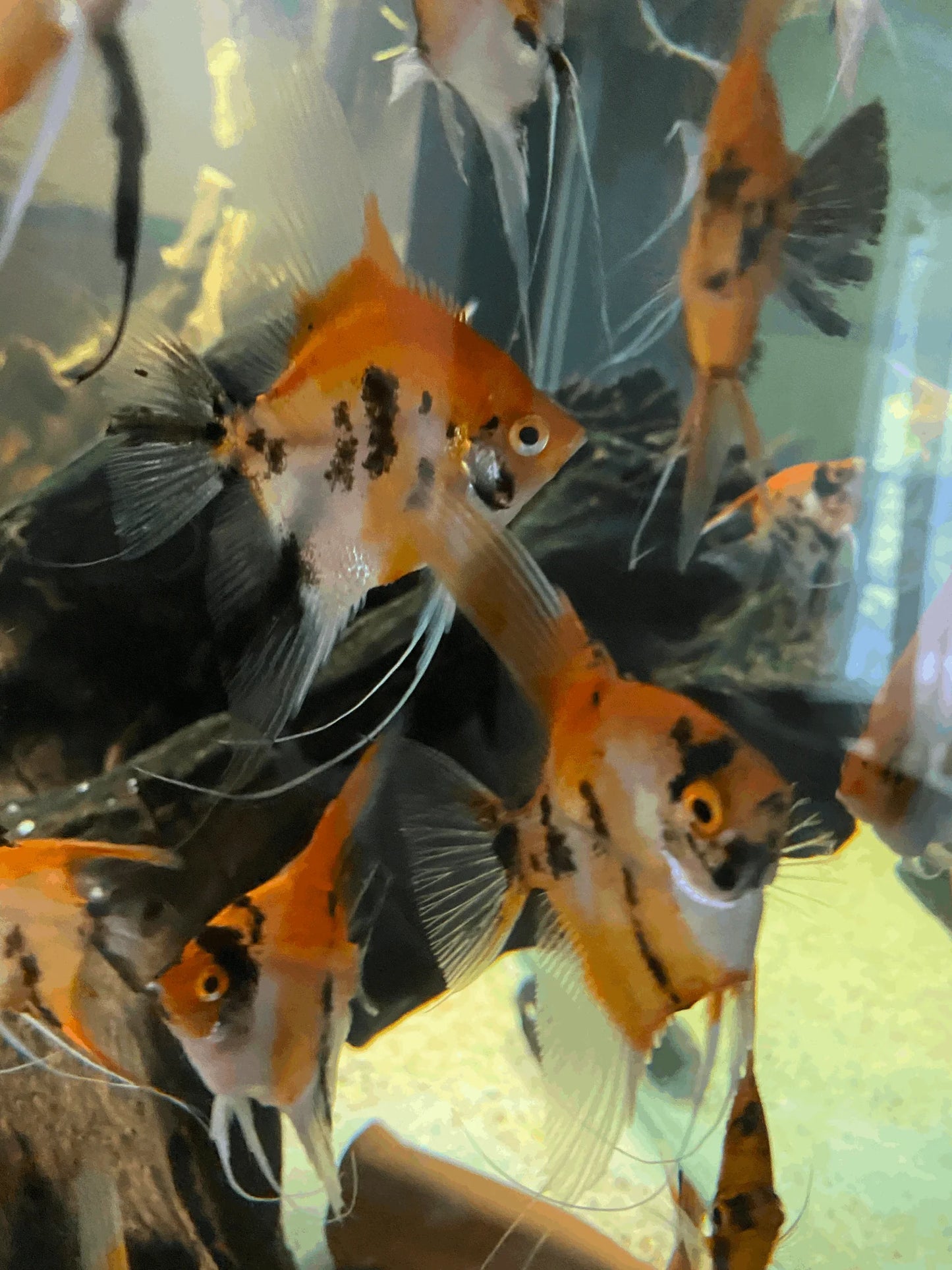 Sunburst Koi Angelfish 1.5-2” – Live Freshwater Aquarium Fish – Vibrant & Hardy