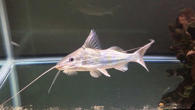 Four Line Pictus Catfish 3.5–4” – Active Live Freshwater Community Aquarium Fish