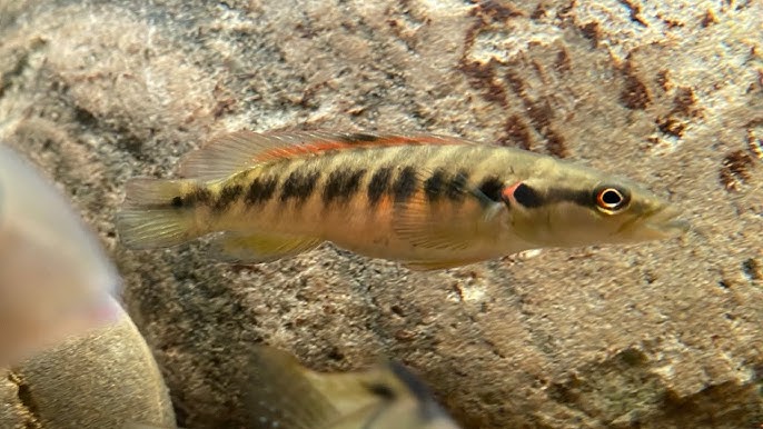 Belly Crawler Pike Cichlid 3-4 Inch Live Freshwater Predator Aquarium Fish Rare