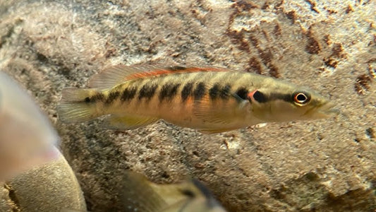Belly Crawler Pike Cichlid 3-4 Inch Live Freshwater Predator Aquarium Fish Rare