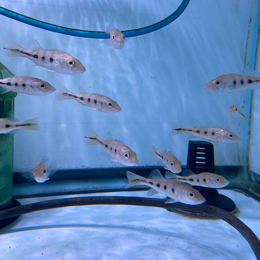 Peacock Bass Ocellaris 2–2.5” Live Fish – Rare Exotic Predator Cichlid Tank