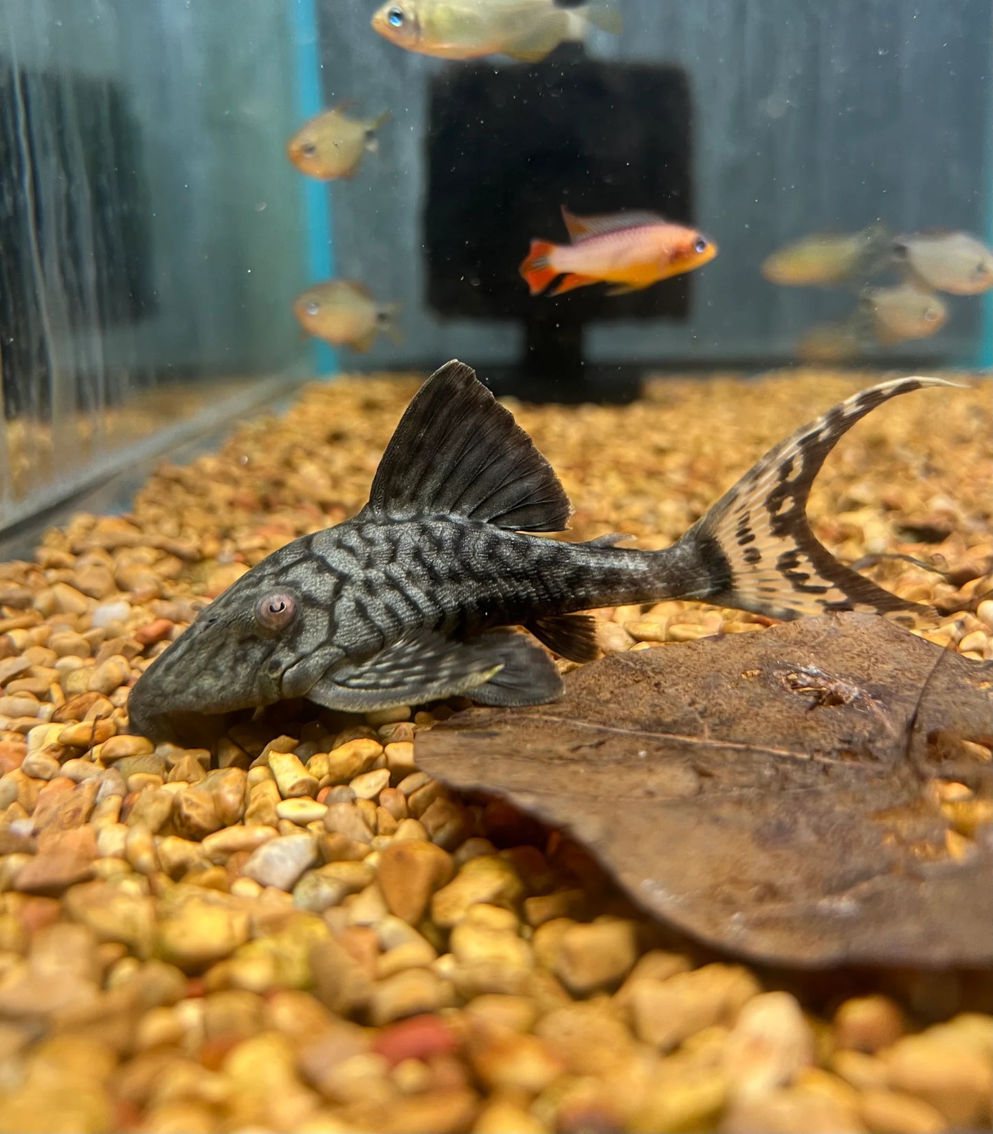 L090 Small Eye Pleco 2.5-3.5 Inch Live Freshwater Aquarium Fish Rare XL