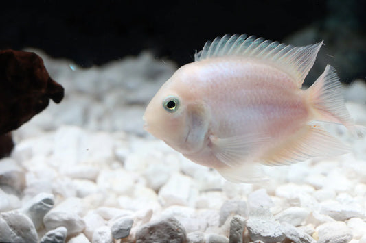 Live Snow White Parrot Convict Cichlid – 1.0-1.25" – Rare Hybrid Freshwater Fish