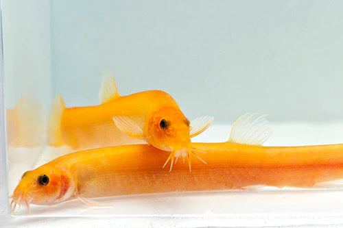 3-Pack Gold Dojo Loach 2.0–2.5” Red Eyes – Live Freshwater Peaceful Aquarium Fish