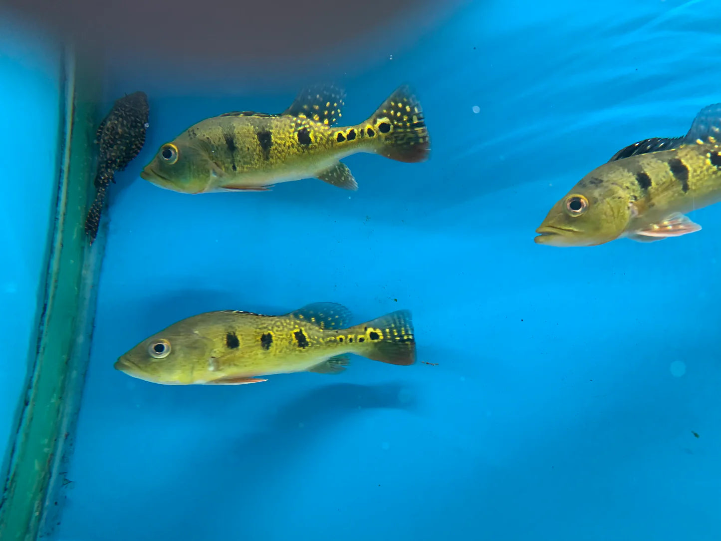 Kelberi Peacock Bass 2.5-3 Inch Live Freshwater Predator Aquarium Fish XL