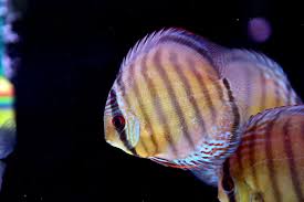Wild Tefe Green Discus 4-5" Live Freshwater Fish Premium Symphysodon Wild