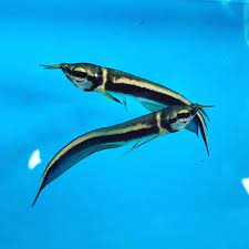 Black Arowana 3–4” – Live Freshwater Aquarium Fish Exotic Oddball for Large Tanks (Copia)