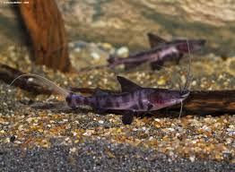 Juruense Catfish 3-4" Live Freshwater Fish Rare South American Bottom Fish