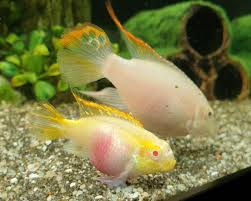2 Pack Albino Kribensis 1-1.25" Live Freshwater Fish Dwarf Cichlid Rare.
