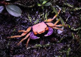 3 Pack Disco Vampire Crabs – Colorful Freshwater Semi Terrestrial Live