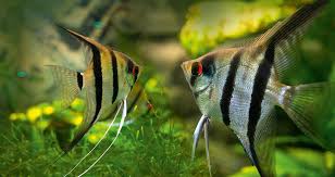 Peruvian Altum Angelfish 2.5–3” – Rare Wild Freshwater Aquarium Fish for Planted Tanks