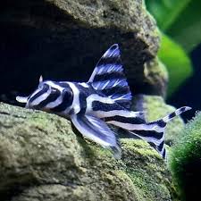Pleco L46 Zebra 1.5” – Rare Hypancistrus Live Freshwater Aquarium Plecostomus Fish