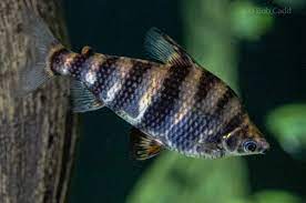 Abramites (Abramites hypselonotus) 2–3 Inch Live Freshwater Fish Aquarium