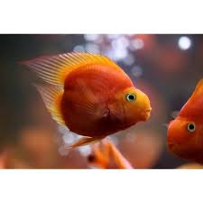 Blood Heart Parrot Cichlid 2.5 Inch Live Freshwater Aquarium Fish Rare