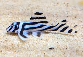 Pleco L46 Zebra 1.5” – Rare Hypancistrus Live Freshwater Aquarium Plecostomus Fish