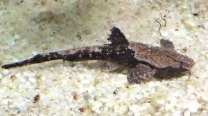 3-Pack Banjo Catfish 2 Inch Live Freshwater Aquarium Bottom Dweller Fish