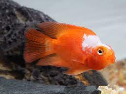 Parrot Red & White Cichlid 2–2.5 Inch Live Freshwater Fish Aquarium Rare