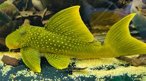 Pleco L200 Green Phantom 4-5 Inch Live Freshwater Fish Aquarium Rare Pro