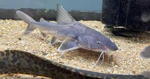 Stormii Catfish 4-5 Inch Live Freshwater Aquarium Bottom Dweller Fish Rare