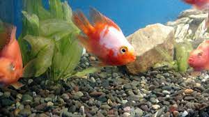 Parrot Red & White Cichlid 2–2.5 Inch Live Freshwater Fish Aquarium Rare