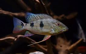 Geophagus Daemon Colombia 3-4 Inch Live Freshwater Aquarium Cichlid Fish