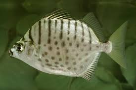 2-Pack Silver Scat Selenotoca multifasciata 1.0-1.5 Inch Live Brackish Fish