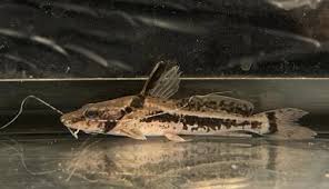 Chocolate Catfish 4.5-5.5 Inch Live Freshwater Aquarium Bottom Fish Rare