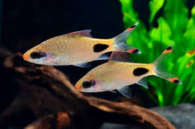 2-Pack Rohan's Tear-Spot Barb Reg Live Freshwater Tropical Aquarium Fish