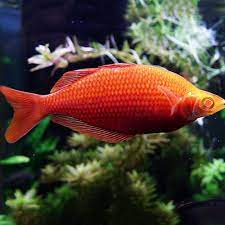Pair (1M/1F) Albino Orange Millennium Rainbow 2” – Live Aquarium Fish