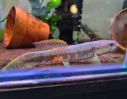 Red Rainbow Wolf Fish 3.5-4 Inch Live Freshwater Predator Aquarium Fish