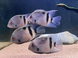 Panda Uaru 3-4- Inch Wild Caught Live Freshwater Cichlid Aquarium Fish