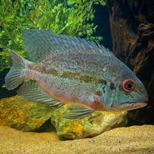 True Parrot Cichlid 3–4” Live Fish – Rare Natural South American Cichlid