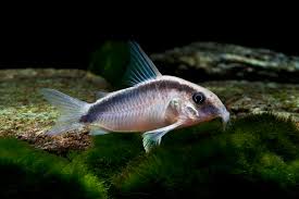 5-Pack Wild Corydoras Arcuatus Live Freshwater Bottom Dweller Fish Rare XL