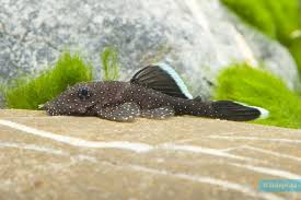 Ancistrus Bluefin Pleco 2-3 Inch Live Freshwater Aquarium Catfish Rare Fish