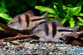 Spanner Barb 2–3” Live Fish – Active Schooling Freshwater Community Fish