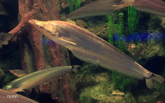 Apogon Catfish 5-6 Inch Live Freshwater Aquarium Catfish Rare Monster Fish XL
