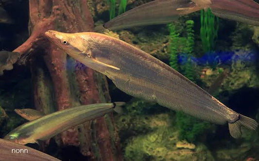 Apogon Catfish 5-6 Inch Live Freshwater Aquarium Catfish Rare Monster Fish XL