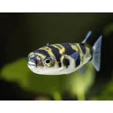 Amazon Puffer 0.5–1” Live Fish – Rare Freshwater Puffer Active Aquarium Fish.