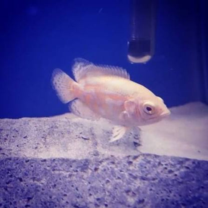 Snow White Albino Oscar 2 Inch Live Freshwater Cichlid Aquarium Fish Rare White