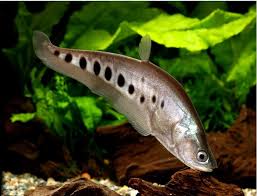 Clown Knife Fish 4-5” – Live Exotic Freshwater Aquarium Fish for Large Tanks