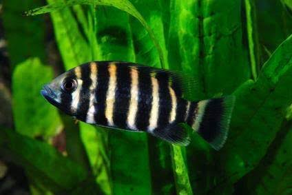 2-Pack African Buettikoferi Cichlid 1.5-2 Inch Live Freshwater Aquarium Fish XL